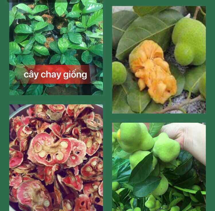 Cây chay giống lấy quả ( com bo 2 cây) + Tặng 2 Cây Quế Giống