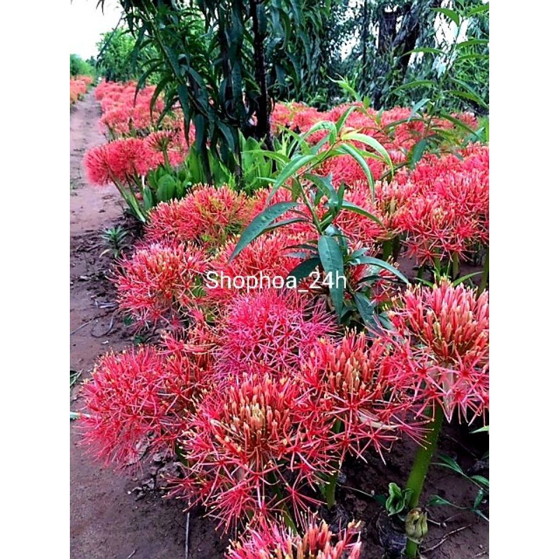 hoa hồng tú cầu củ giống