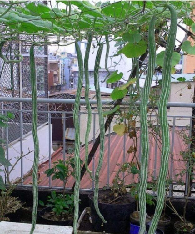 Snake Melon Seeds (Japanese Snake Melon) Long Fruit - 5 Seeds/Pack