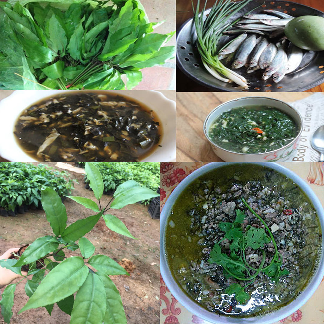 1kg Lá Đắng Khô. Đặc Sản Thanh Nghệ Tĩnh