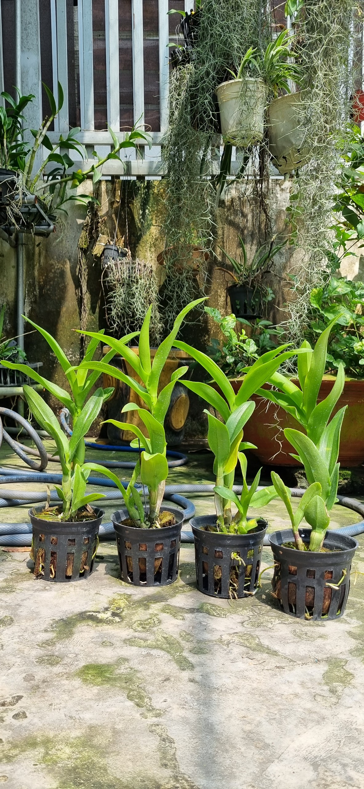 HOA LAN DEN LAI CATT MẮT RỒNG VÀNG