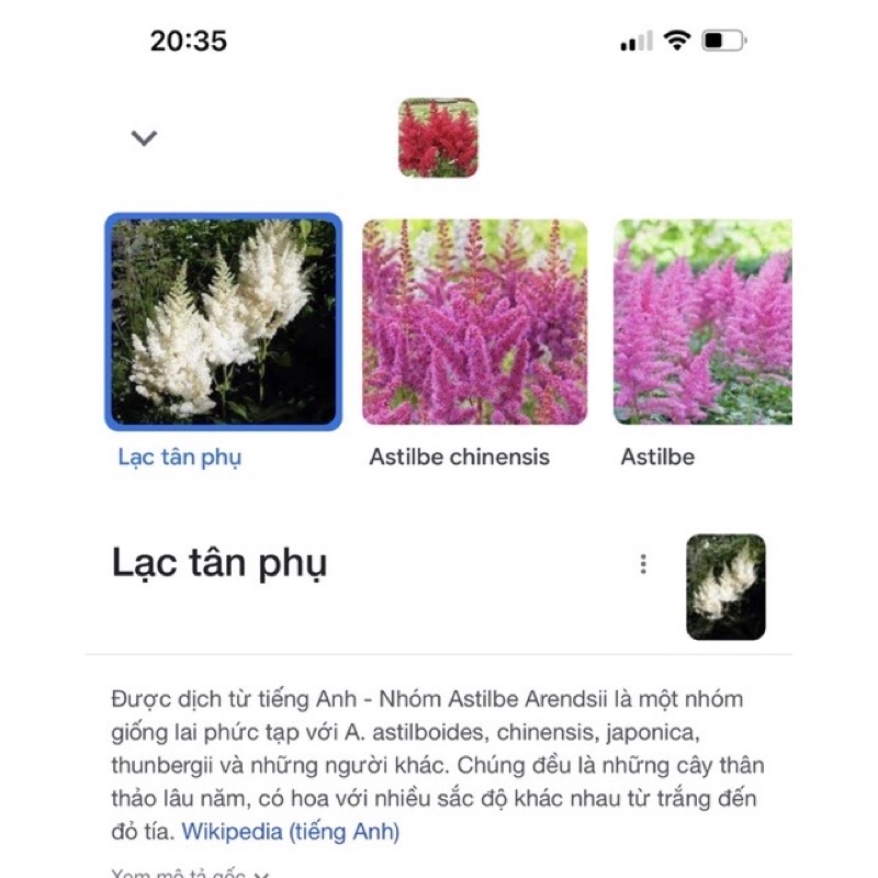 (giống hoa mới )Củ hoa Lạc Tân phụ sỉ 5k( set 5củ)