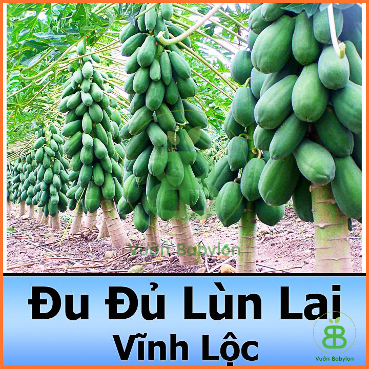 Hạt Giống Đu Đủ Lùn Trái Lớn 5 Hạt