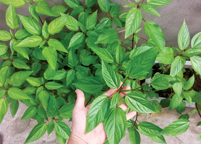 Hạt giống Rau đay đỏ/ trắng -gói 10g