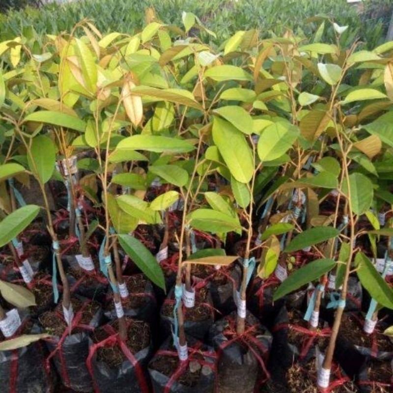 FREESHIP MAX -Cây giống sầu riêng mini thái lan (18 tháng cho trái) (được kiểm tra hàng )