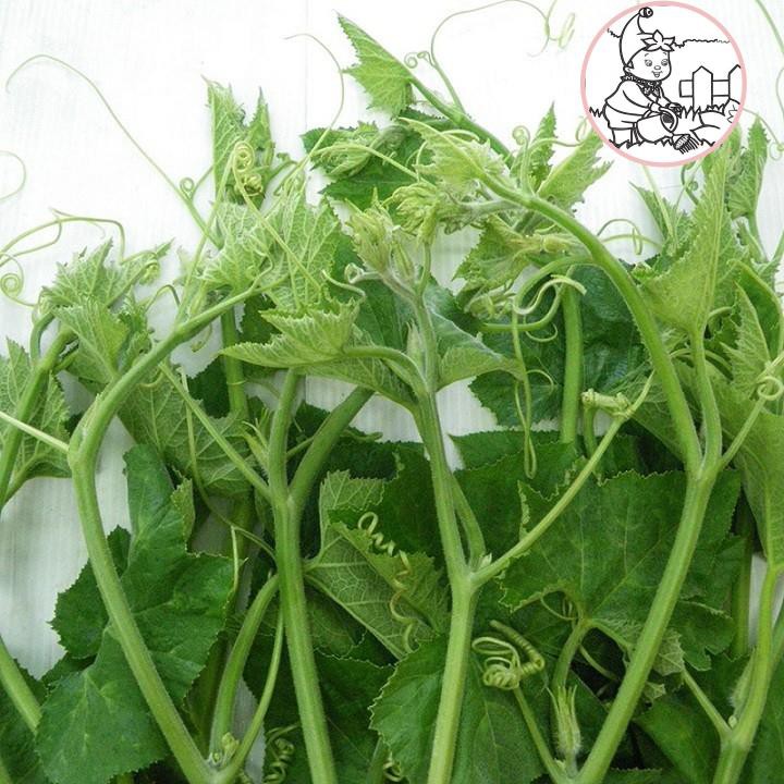 Hạt bí ngọn siêu đọt- gói 20 gram