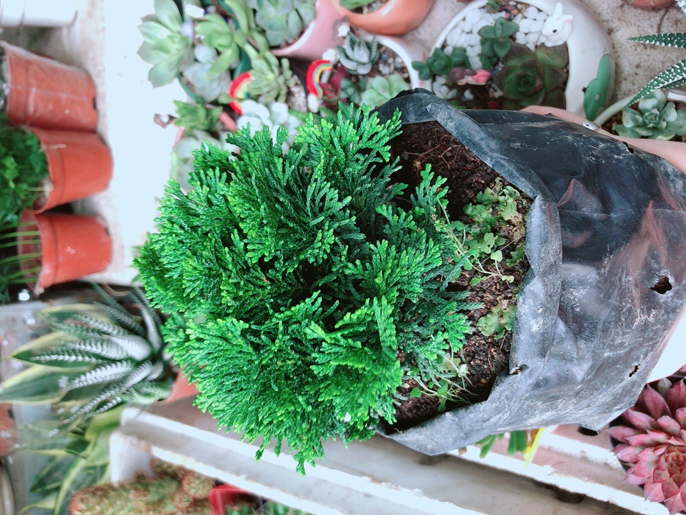Cây Tùng Trắc