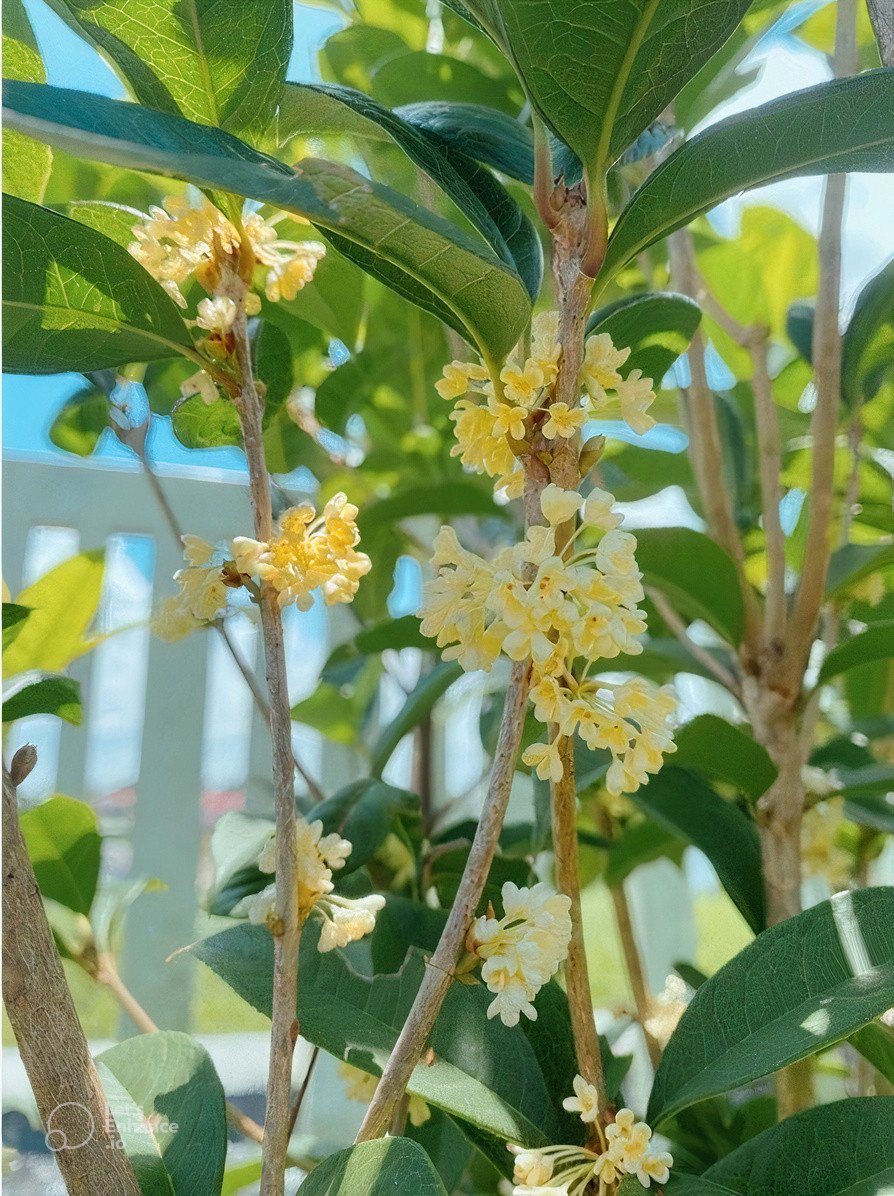 Trà ÔLong Quế Hoa  150gram ( Mộc Hương Ôlong Trà)