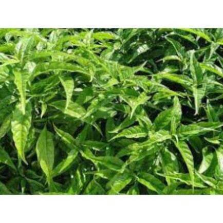 [SIÊU SALE] 1kg cây hoàn ngọc khô chuẩn HB105