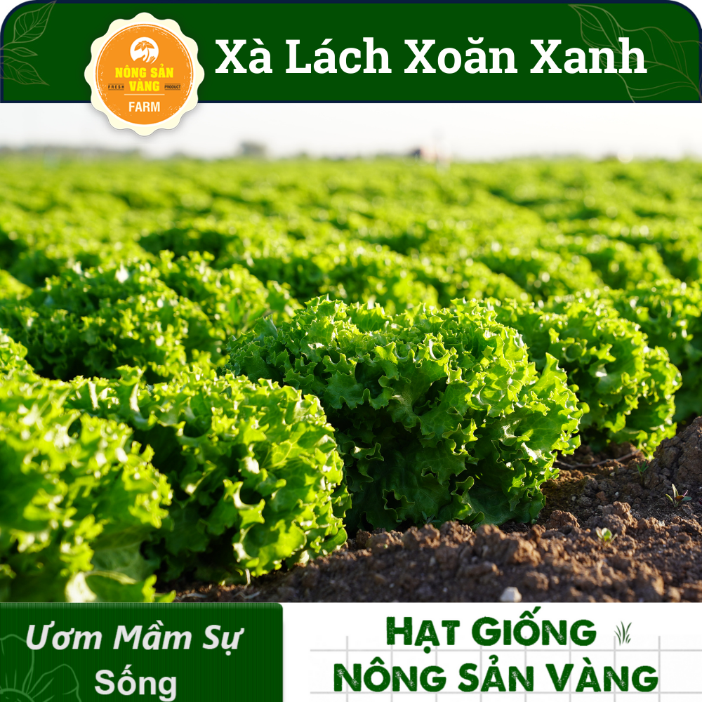 Seeds lettuce curly green (pack of 0.5 gram)-shallow gold
