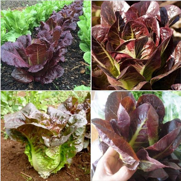 Hạt giống xà lách romaine đỏ - Gói 02gram