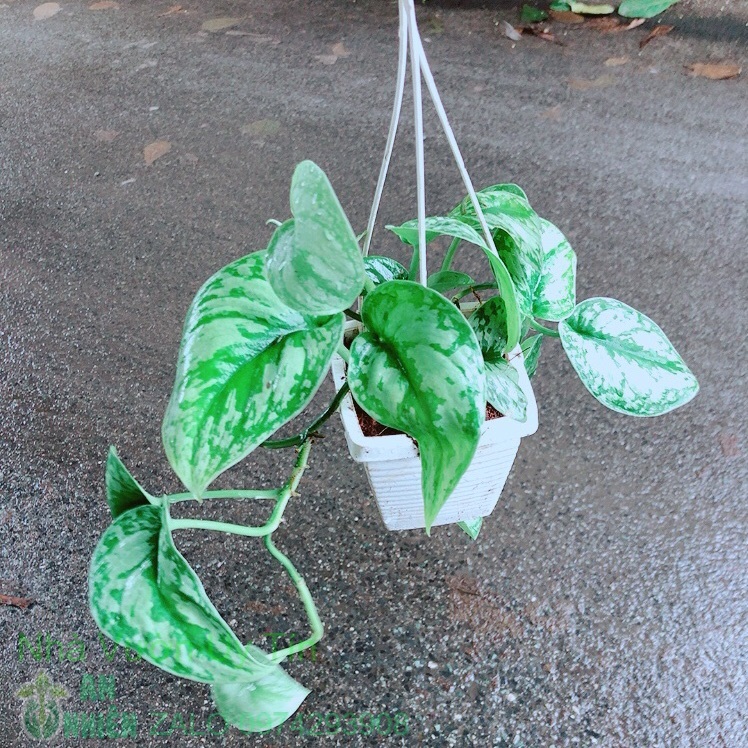 Chậu trầu bà lụa