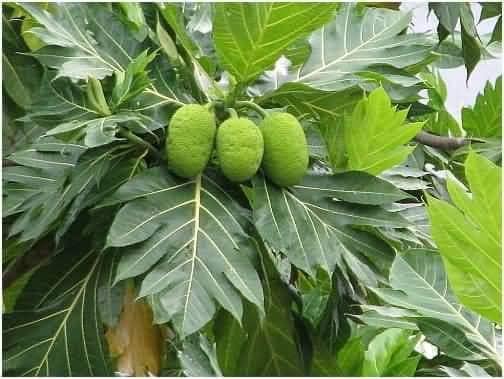 Cây Giống sa kê