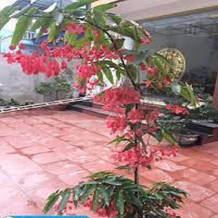 CHẬU CÂY TRÚC PHÁP (CÂY THU HẢI ĐƯỜNG ĐỨNG) CÂY ĐANG HOA RẤT ĐẸP