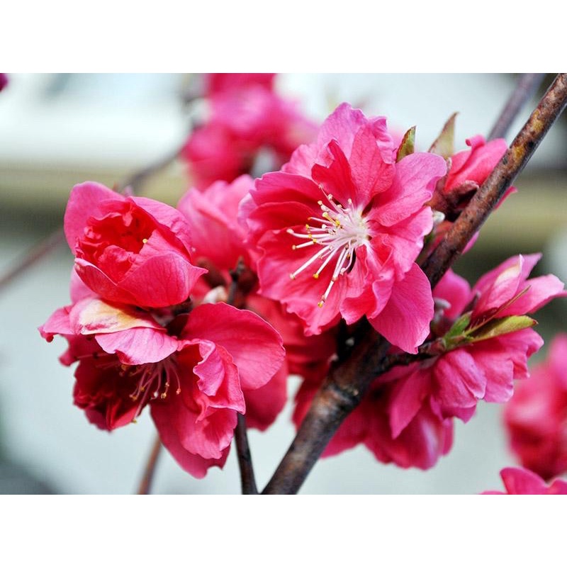 Cây giống hoa đào bích và đào phai