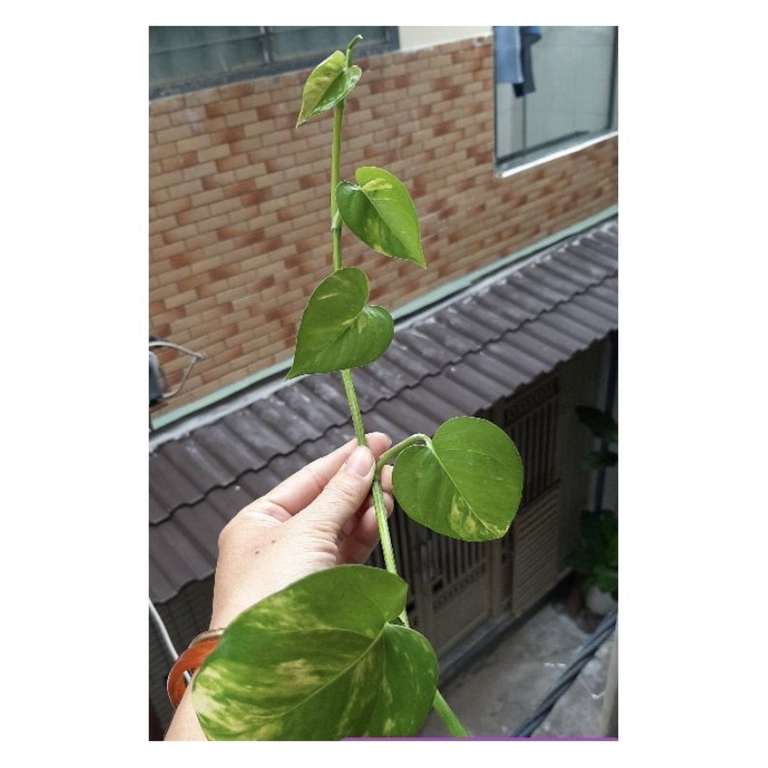 Cây TRẦU BÀ NHÁNH (trồng thủy sinh được)