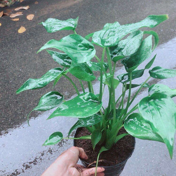 [HCM]Cây Môn Tai Phật