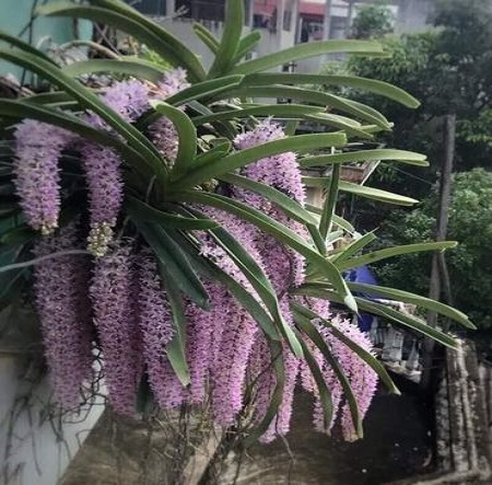 Hoa lan giáng hương sóc lào( cây to)