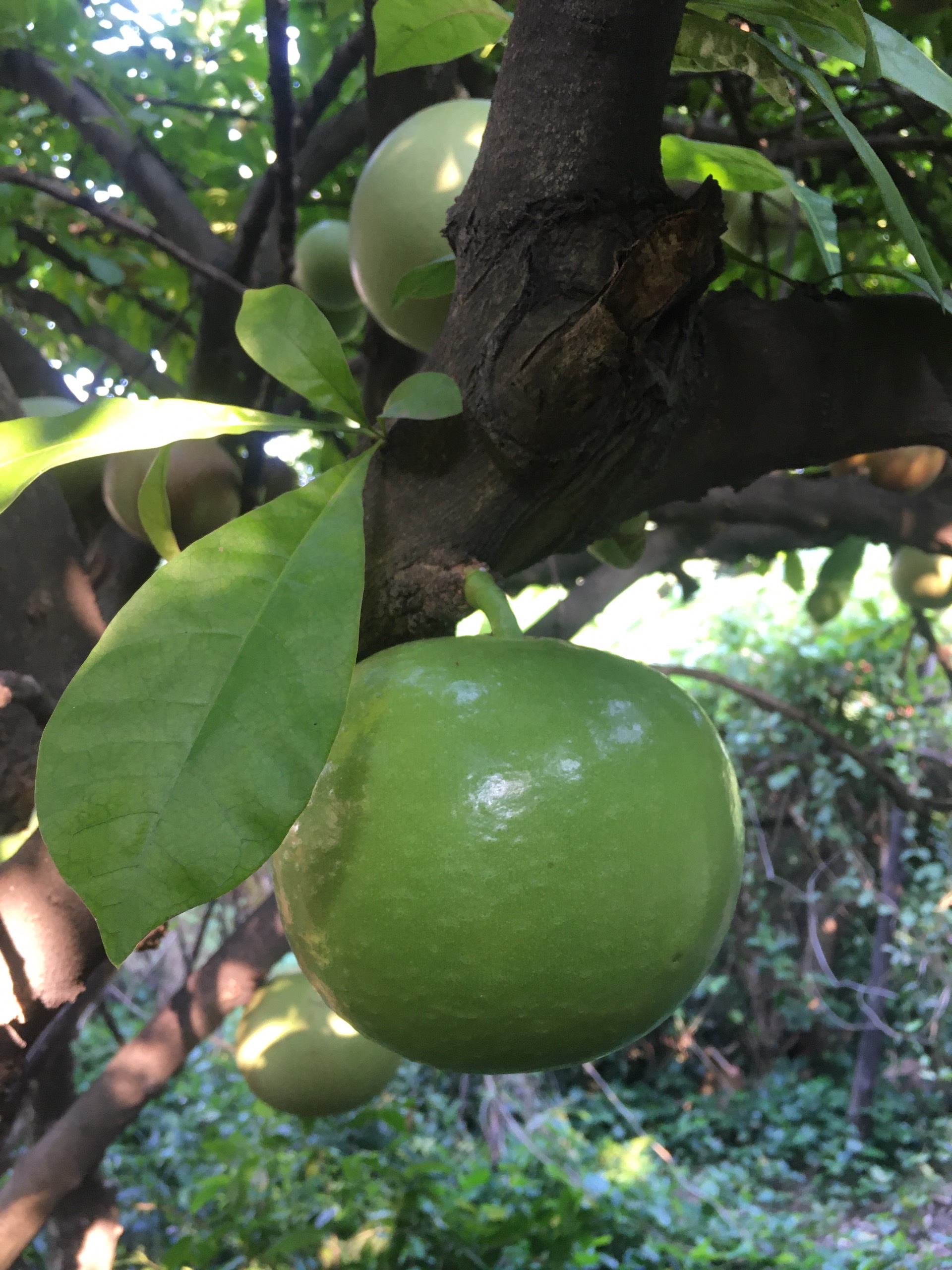 Trái đào tiên tươi (tính trái)