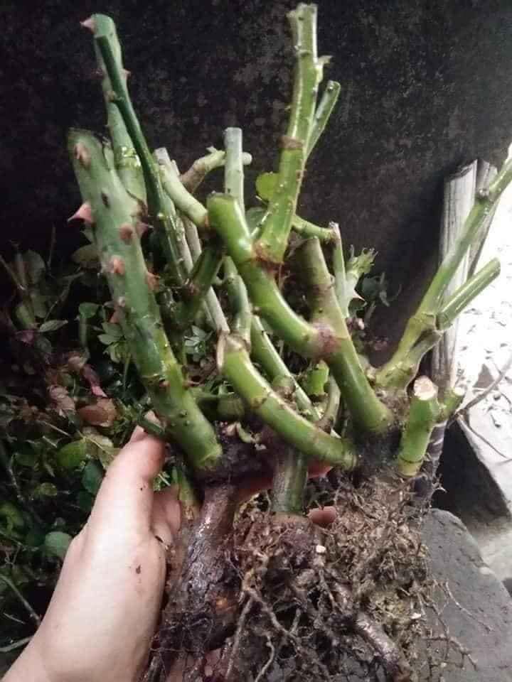 Gốc hoa hồng cổ gốc lớn