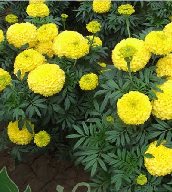Set of 2 Packages of Marigold Seeds (1 Package of American Marigold + 1 Package of French Marigold) - Vtnt1