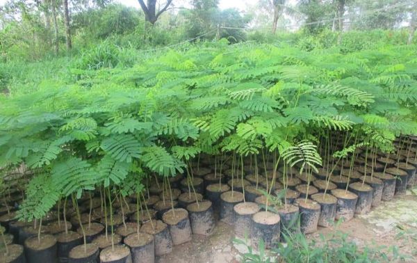 cây giống phượng vĩ hoa vàng