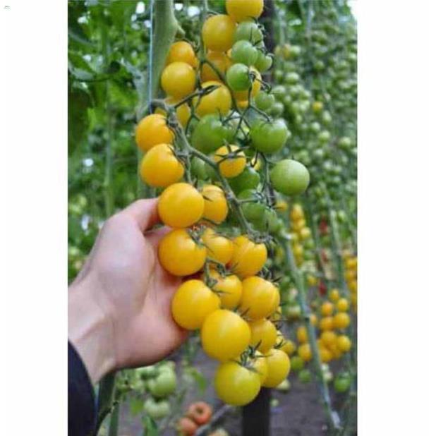LÂN Phân lân 1kg dạng bột dùng ủ phân, bón gốc hạ phèn