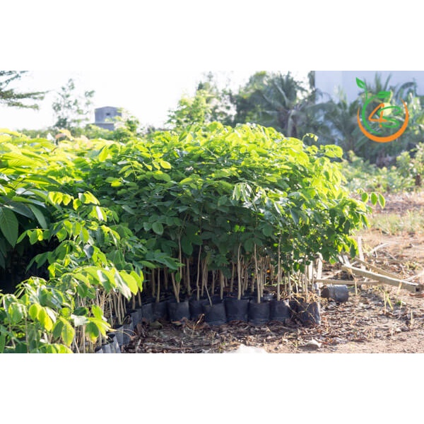 Cây Gõ Đỏ thuần chủng f1 (cây giống bảo hành )