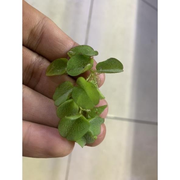 Bèo tai chuột, bèo dâu
