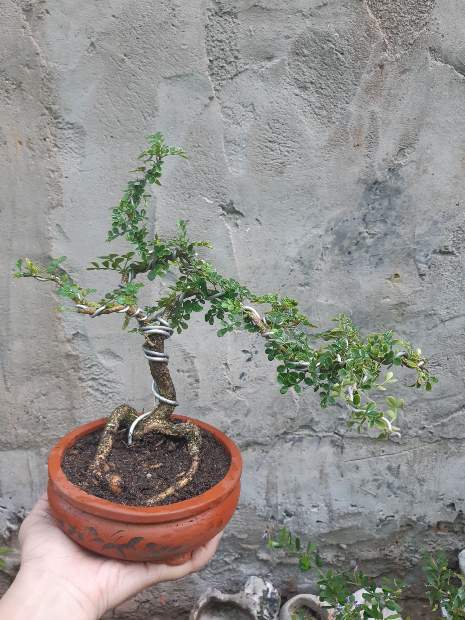 cần thăng bonsai TẶNG CHẬU