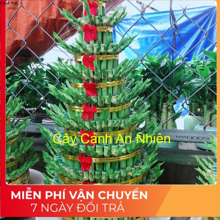 Trúc phát tài 9 tầng
