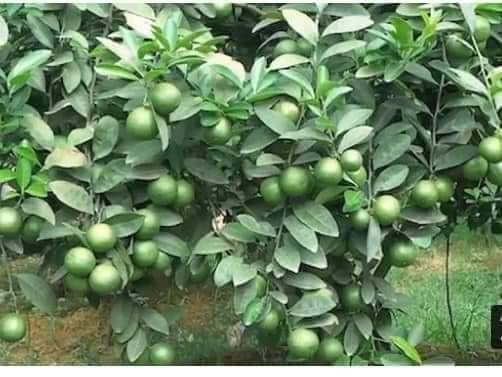 Cây Giống Chanh bắc (siêu sớm có bảo hành)