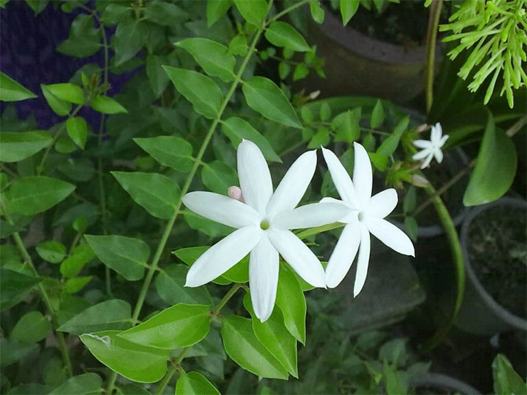 lá chè vằng tươi 1kg