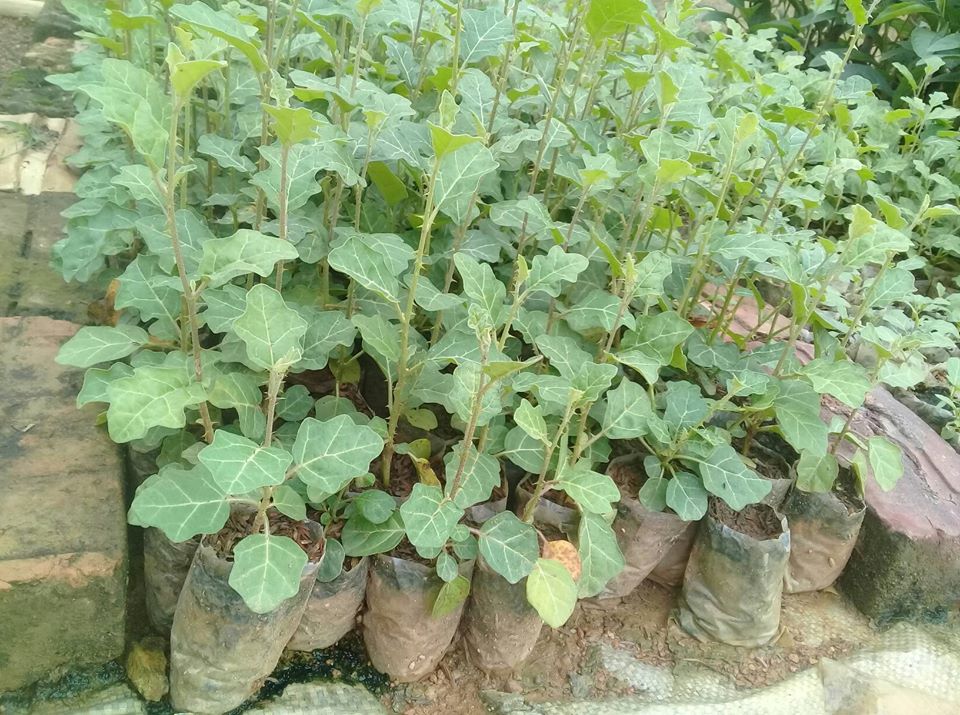 Cây cà gai leo giống (tem chuẩn giống)