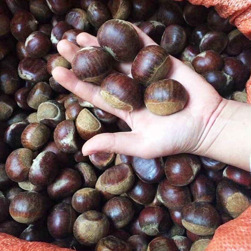 500gr Hạt dẻ  Sapa
