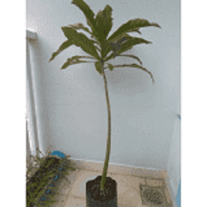CÂY  LỘC VỪNG GIỐNG