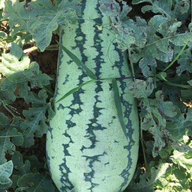 Hạt Giống Dưa Hấu Khổng Lồ Chiatai Thái Lan