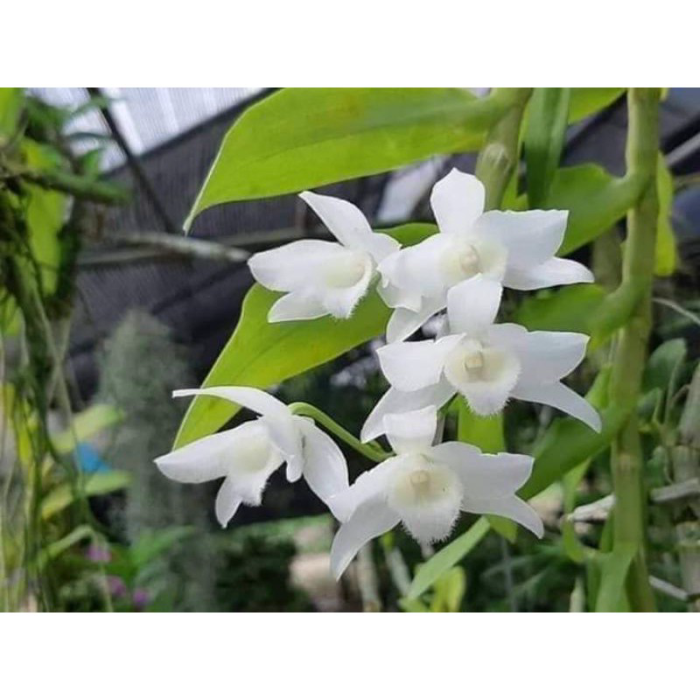 Hoa lan Trầm trắng giống hoa thơm