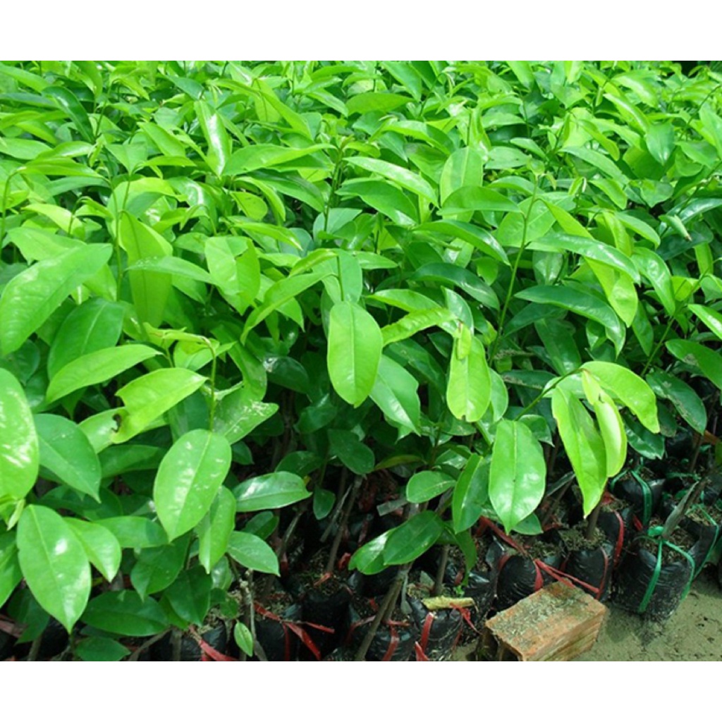 cây giống mãng cầu xiêm (được kiểm tra hàng )