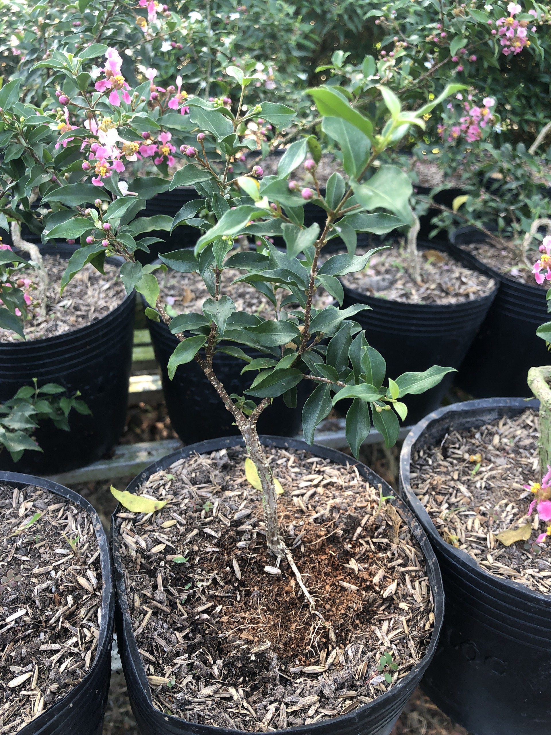 Cây giống Hồng Ngọc Mai zin