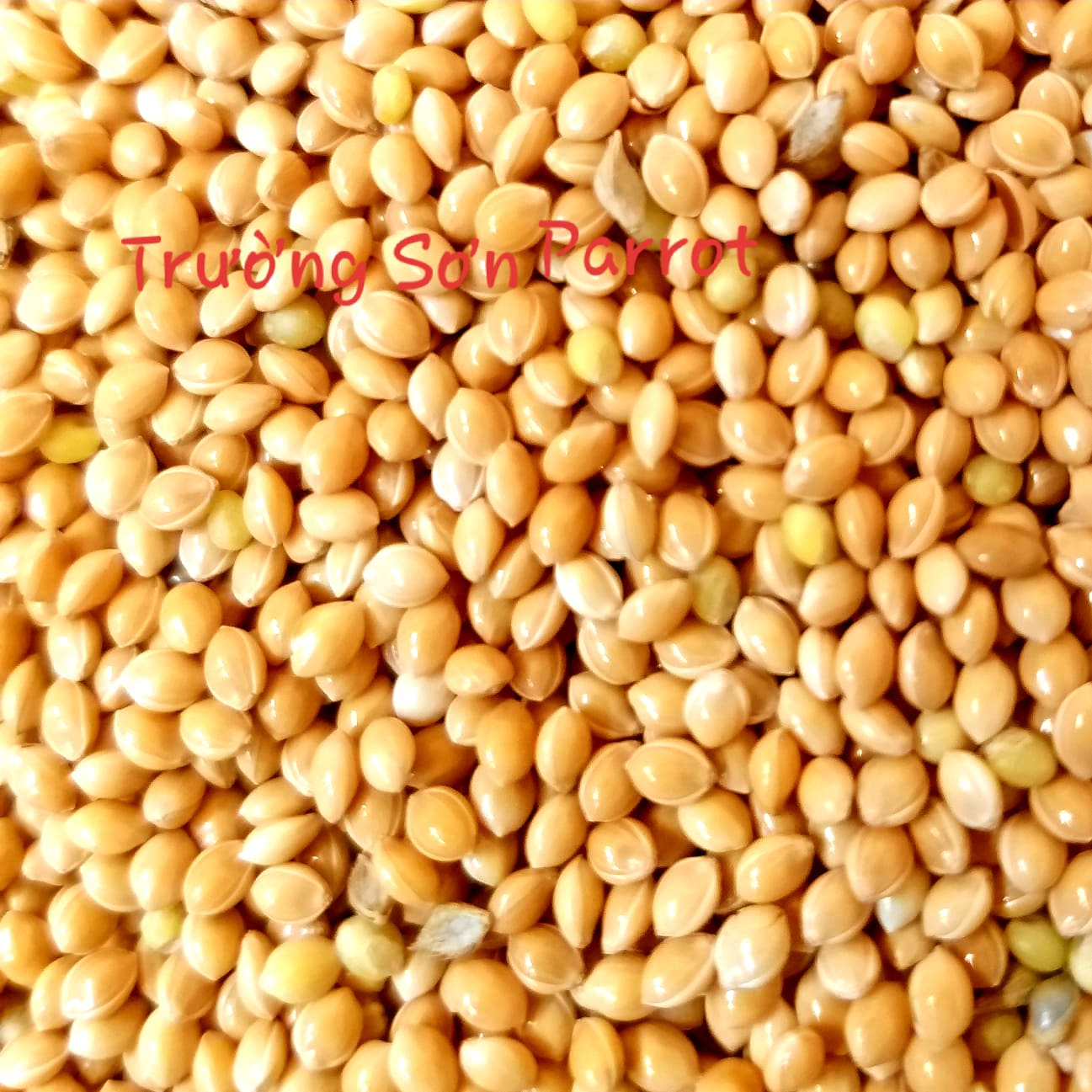 KÊ ĐỎ, KÊ VÀNG gói 500g
