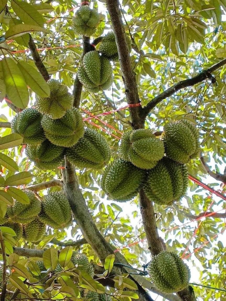 Phân bón SIÊU ĐẬU TRÁI SẦU RIÊNG