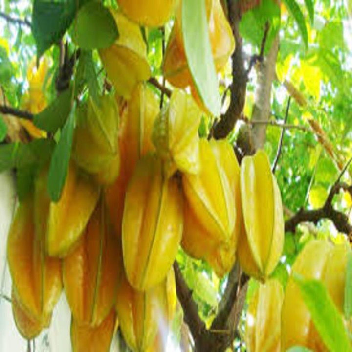 Cây Giống Khế Ngọt Siêu Trái