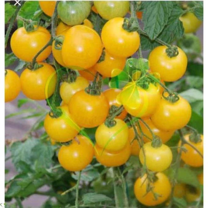 Hạt giống cà chua bi lùn F1 quả vàng - gói 0,2 gram