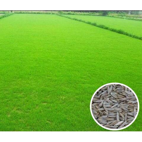 HẠT GIỐNG CỎ TRỒNG THẢM BERMUDA - 50Gr Cây sinh trưởng và phát triển mạnh trong điều kiện nhiều ánh sáng - Cây lan rộng và tạo thảm cỏ rất nhanh từ các đốt thân sát mặt đất. Phù hợp cho trồng thảm trang trí sân banh sân golf…