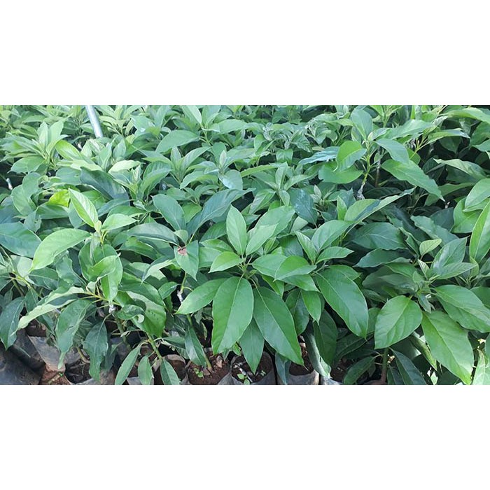 [ Xả - Cắt Lỗ] Cây Bơ 034 ( nữ hoàng bơ)