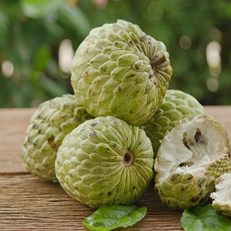 Bầu cây giống NA THÁI