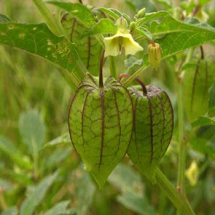 cây giống cây thù lù
