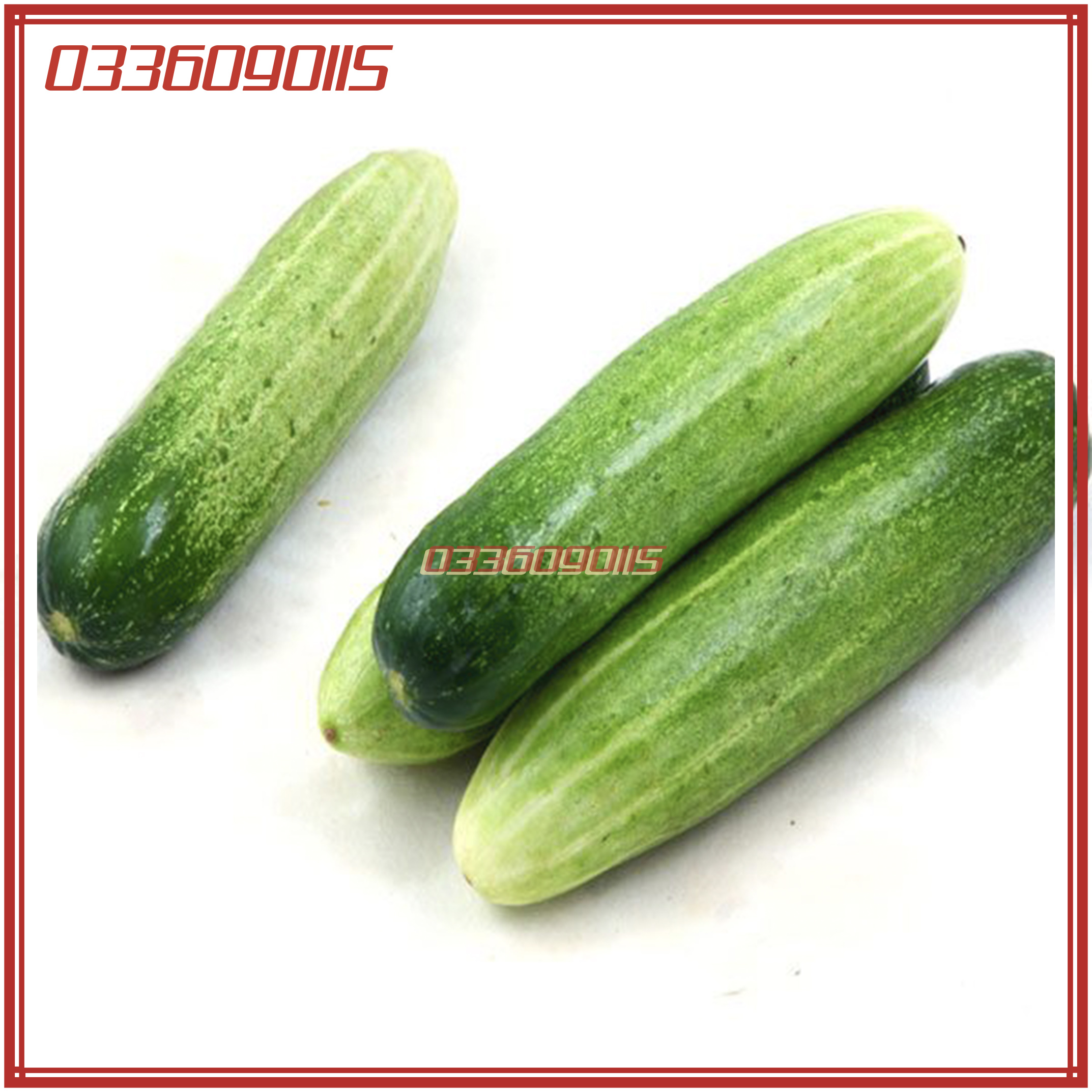 10g Hạt giống dưa leo chịu nhiệt, dưa chuột cao sản - hạt tuyển chọn loại 1