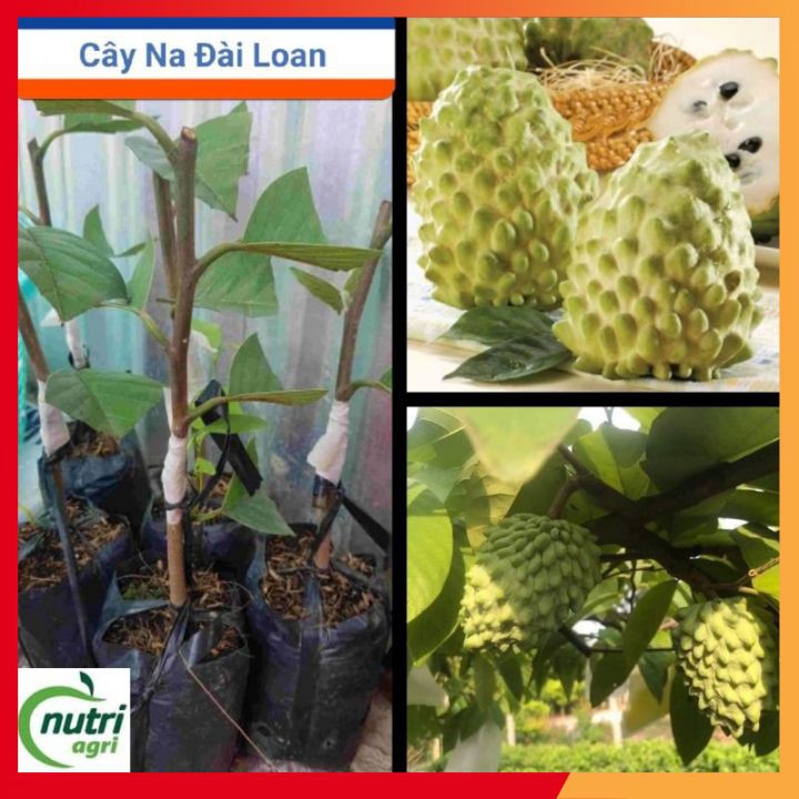 Cây Giống Na Đài Loan To - Cây Giống Na Đài Loan To, Thơm, Ít Hạt, Thịt Mềm, Mắt Na To